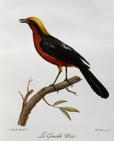 Manlig Gonolek (Laniarius barbarus), gravyr från Natural History of African Birds av Francois Le Vaillant