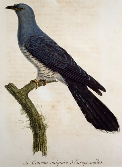 Eurasisk gökhane (Cuculus canorus), gravyr från Histoire Naturelle des Oiseaux d