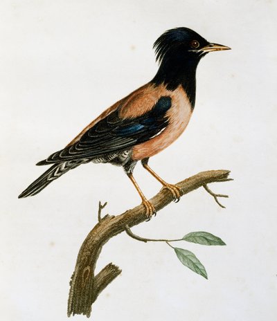 Rosenstare hane (Sturnus roseus), gravyr från Histoire Naturelle des Oiseaux d