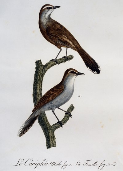 Hane och hona av Karoo Scrub-Robin (Cercotrichas coryphoeus), gravyr från Histoire Naturelle des Oiseaux d