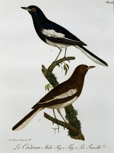 Hane och hona av orientalisk skata-robin (Copsychus saularis), gravyr från Histoire Naturelle des Oiseaux d