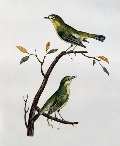 Hane och hona av bleka vita ögon (Zosterops pallidus), gravyr från Histoire Naturelle des Oiseaux d