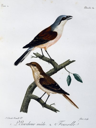 Han och hona av rödryggig pilgrimsfalk (Lanius collurio), gravyr från Histoire Naturelle des Oiseaux d