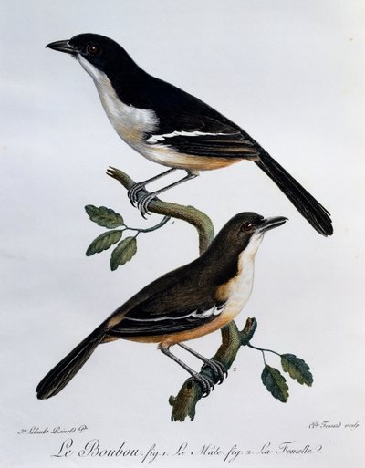 Hane och hona av södra Boubou (Laniarius ferrugineus), gravyr från Histoire Naturelle des Oiseaux d