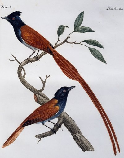 Hane och hona av fläckig flugsnappare (Muscicapa striata), gravyr från Histoire Naturelle des Oiseaux d