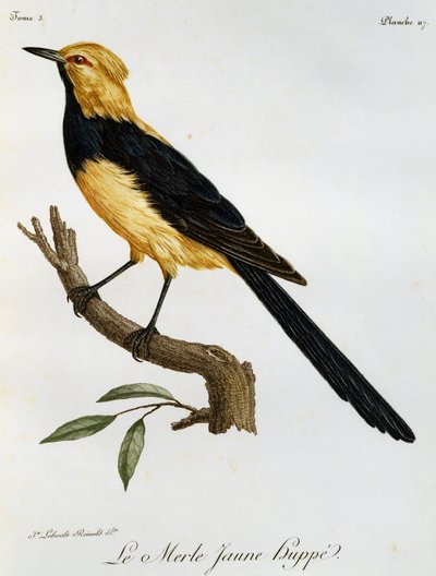 Merle Jaune Huppe, gravyr från Natural History of African Birds av Francois Le Vaillant
