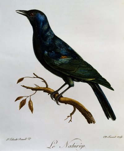 Blekvingad stare (Onychognathus nabouroup), gravyr från Natural History of African Birds av Francois Le Vaillant