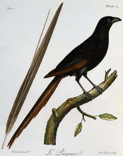 Piapiac (Ptilostomus afer), gravyr från Histoire Naturelle des Oiseaux d