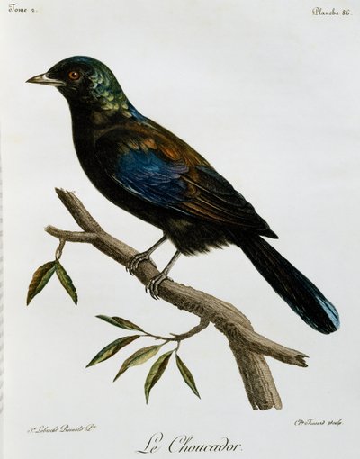 Principe glansstare (Lamprotornis ornatus), gravyr från Histoire Naturelle des Oiseaux d