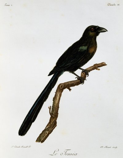 Racket-tailed Treepie (Crypsirina temia), gravyr från Natural History of African Birds av Francois Le Vaillant