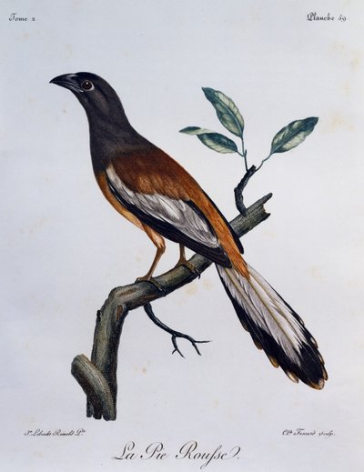 Rufous Treepie (Dendrocitta vagabunda), gravyr från Natural History of African Birds av Francois Le Vaillant