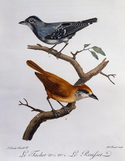 Tachet och, nedan, Rousset, gravyr från Histoire Naturelle des Oiseaux d