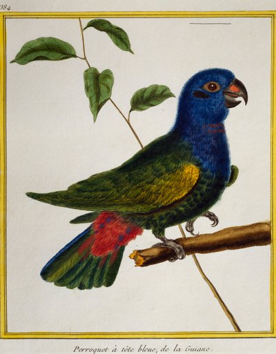 Blåhårig papegoja (Pionus menstruus), från Natural History of Birds av Francois Nicolas Martinet