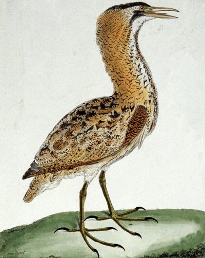 Rördrom av Francois Nicolas Martinet