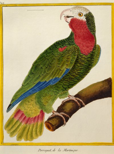 Kubansk papegoja (Amazona leucocephala), från Natural History of Birds av Francois Nicolas Martinet