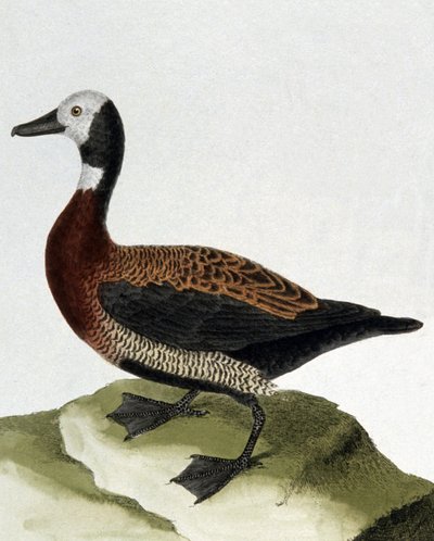 Anka av Maragnan av Francois Nicolas Martinet