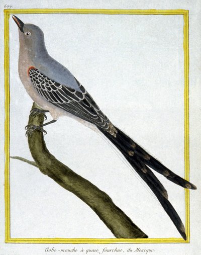 Flugor av Francois Nicolas Martinet