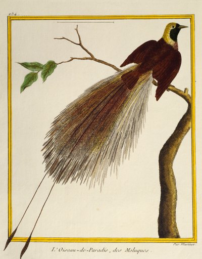Greater Bird-of-Paradise (Paradisaea apoda), från Natural History of Birds av Francois Nicolas Martinet