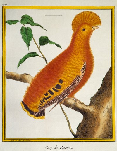 Guianan Cock-of-the-rock (Rupicola rupicola), från Natural History of Birds av Francois Nicolas Martinet