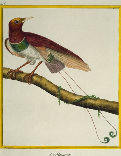 Kung paradisfågel (Cicinnurus regius), från Natural History of Birds av Francois Nicolas Martinet