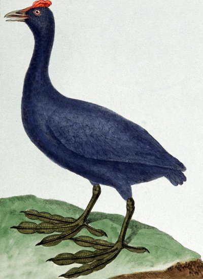 Madagaskar av Francois Nicolas Martinet