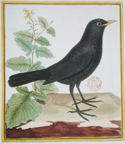 Fransk koltrastman, från 