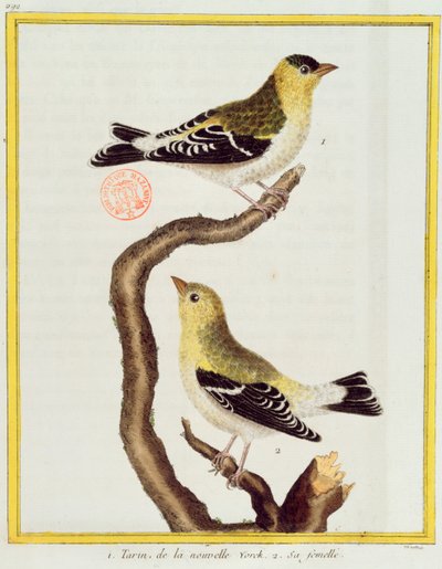 Ett par siskins, från 