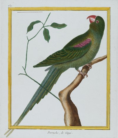 Perruche, de Gingi, ca 1770-86 (handfärgad gravyr) av Francois Nicolas Martinet