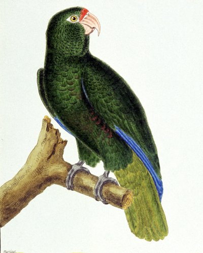 Santo Domingo papegoja av Francois Nicolas Martinet