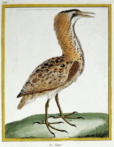 Vetenskap. zoologi. Rördrom. Gravyr av Francois Nicolas Martinet i: Fåglarnas naturhistoria, av Georges Louis Leclerc de Buffon, Frankrike, c.1777 (färgstick) av Francois Nicolas Martinet
