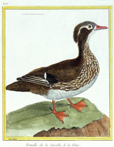 Vetenskap. zoologi. Kinesisk kricka. Gravyr av Francois Nicolas Martinet i: Fåglarnas naturhistoria, av Georges Louis Leclerc de Buffon, Frankrike, c.1777 (färgstick) av Francois Nicolas Martinet