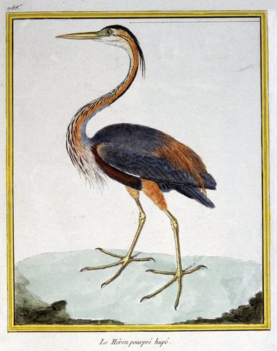 Vetenskap. zoologi. Lila häger. Gravyr av Francois Nicolas Martinet i: Fåglarnas naturhistoria, av Georges Louis Leclerc de Buffon, Frankrike, c.1777 (färgstick) av Francois Nicolas Martinet