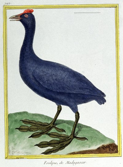 Vetenskap. zoologi. Röd knubbad tuta (av Madagaskar). Gravyr av Francois Nicolas Martinet i: Fåglarnas naturhistoria, av Georges Louis Leclerc de Buffon, Frankrike, c.1777 (färgstick) av Francois Nicolas Martinet