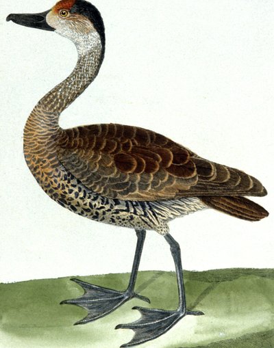 Piping Duck av Francois Nicolas Martinet