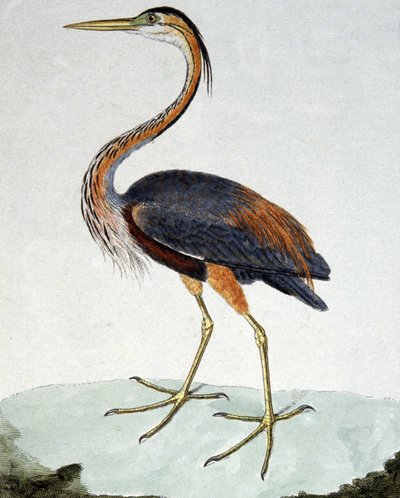 Den lila hägern av Francois Nicolas Martinet