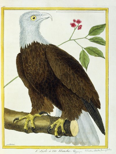 Vithövdad örn, ca 1770-1786 av Francois Nicolas Martinet