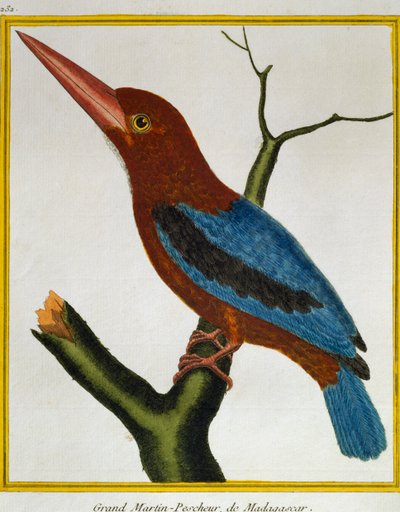 Vitstrupig kungsfiskare (Halcyon smyrnensis), från Natural History of Birds av Francois Nicolas Martinet