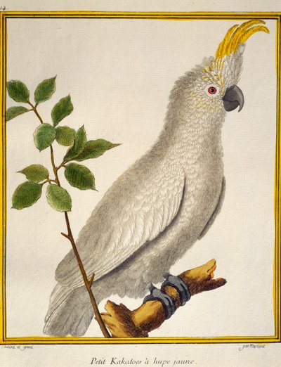 Gulkrönt kakadua (Cacatua sulphurea), från Natural History of Birds av Francois Nicolas Martinet