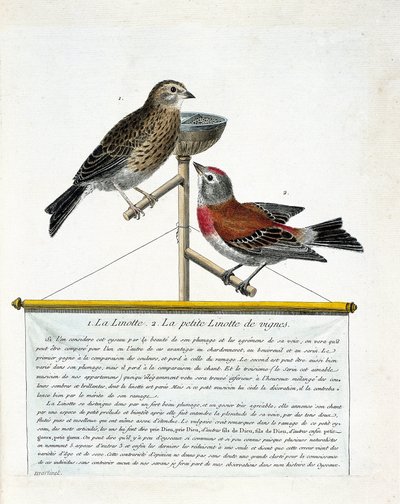 Zoologisk tavla (ornitologi): uppifrån och ned: Linotten (melodiös linotte) och den lilla linotten av vinstockarna (carduelis cannabina) på en abborre. Illustration i "Fåglarnas historia, målade i deras utseende och känsliga aspekter" av Francoi av Francois Nicolas Martinet