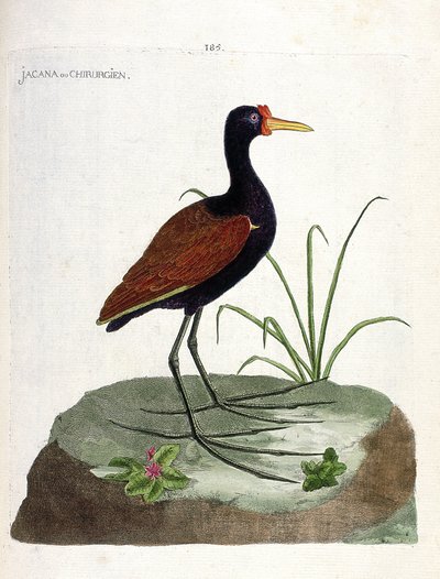 Zoologisk styrelse (ornitologi): jacana eller kirurg (jacana noir eller jacana jacaa). Illustration i "Fåglarnas historia, målade i deras utseende och känsliga aspekter" av Francois Nicolas Martinet (1731-1800). Privat samling. av Francois Nicolas Martinet