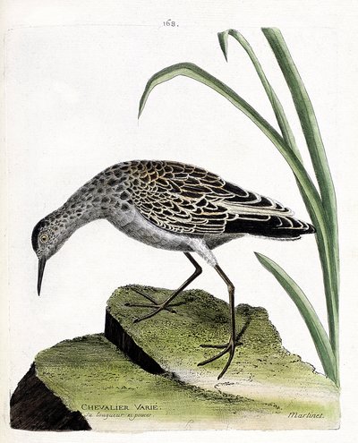 Zoologisk styrelse (ornitologi): riddare varierar (fighter varies eller philomachus pugnax). Illustration i "Fåglarnas historia, målade i deras utseende och känsliga aspekter" av Francois Nicolas Martinet (1731-1800). Privat samling. av Francois Nicolas Martinet