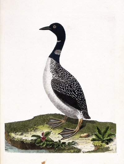Zoologisk styrelse (ornitologi): det stora fläckdyket (imstrandsdykning eller gavia immer). Illustration i "Fåglarnas historia, målade i deras utseende och känsliga aspekter" av Francois Nicolas Martinet (1731-1800). Privat samling. av Francois Nicolas Martinet