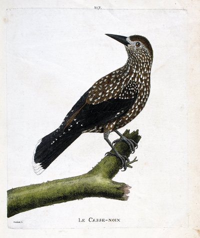 Zoologisk styrelse (ornitologi): nötknäpparen (flugnöt eller nucifraga caryocatacts) på en gren. Illustration i "Fåglarnas historia, målade i deras utseende och känsliga aspekter" av Francois Nicolas Martinet (1731-1800). Privat samling. av Francois Nicolas Martinet