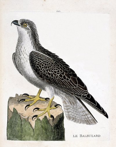 Zoologisk styrelse (ornitologi): fiskgjusen (fiskgjuse eller pandion haliaetus). Illustration i "Fåglarnas historia, målade i deras utseende och känsliga aspekter" av Francois Nicolas Martinet (1731-1800). Privat samling. av Francois Nicolas Martinet
