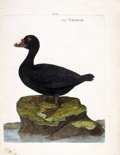 Zoologisk styrelse (ornitologi): svärpen (svärta eller melanitta nigra). Illustration i "Fåglarnas historia, målade i deras utseende och känsliga aspekter" av Francois Nicolas Martinet (1731-1800). Privat samling. av Francois Nicolas Martinet