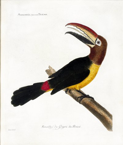 Zoologiskt diagram (ornitologi): Aracaris, vulgly toucan (grön aracari eller pteroglossus viridis) av Francois Nicolas Martinet