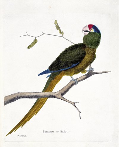 Zoologiskt diagram (ornitologi): Brasiliansk parakit (röd panna conure eller aratinga canicularis) på en gren. Illustration i "Fåglarnas historia, målade i deras utseende och känsliga aspekter" av Francois Nicolas Martinet (1731-1800). Privat kol av Francois Nicolas Martinet
