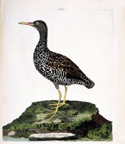 Zoologiskt diagram (ornitologi): Caiennes rale (fläck rale eller pardirallus maculatus). Illustration i "Fåglarnas historia, målade i deras utseende och känsliga aspekter" av Francois Nicolas Martinet (1731-1800). Privat samling. av Francois Nicolas Martinet