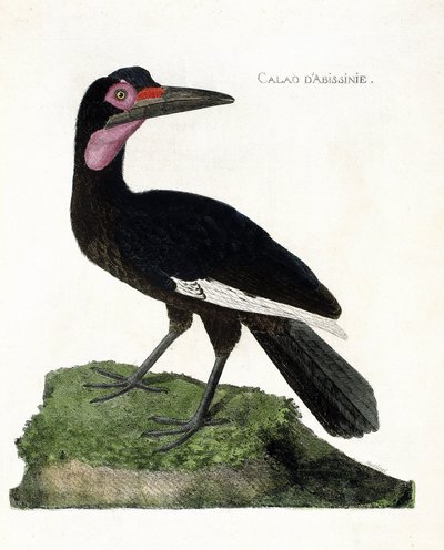 Zoologiskt diagram (ornitologi): Calao d