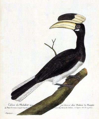 Zoologiskt diagram (ornitologi): Calao de Malabar (Anthracoceros coronatus) på en gren. Illustration i "Fåglarnas historia, målade i deras utseende och känsliga aspekter" av Francois Nicolas Martinet (1731-1800). Privat samling. av Francois Nicolas Martinet